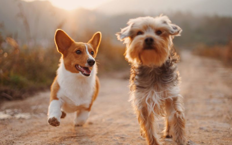 Two dogs running on a dirt road.